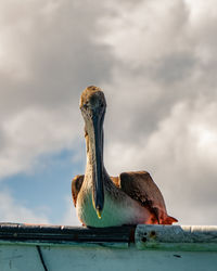 Close-up of pelican