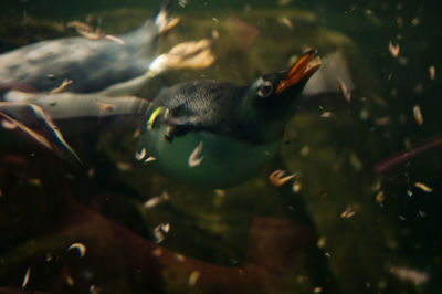 Close-up of fish swimming in aquarium