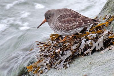 Close-up of bird in water