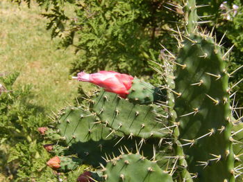 Close-up of pink flowers blooming outdoors