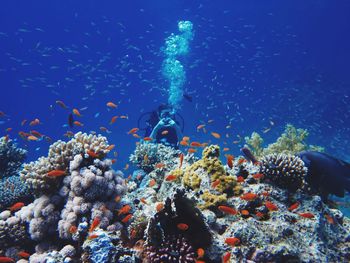 Person swimming by corals and fish in sea