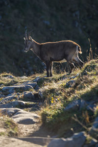 Deer standing in a field