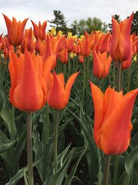 Close-up of orange poppy flowers blooming in field