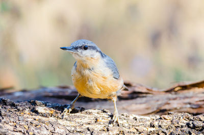 Close-up of bird perching on a land