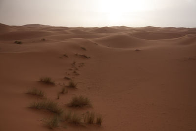 Scenic view of desert