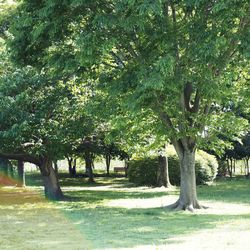 Trees in park