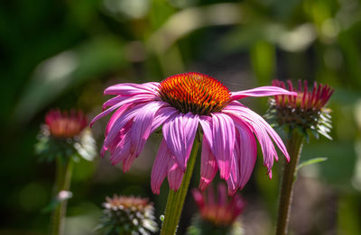 Close-up of pink flower