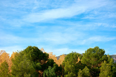 Low angle view of trees against sky