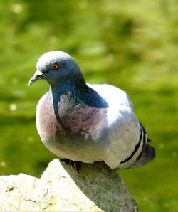 Close-up of pigeon perching