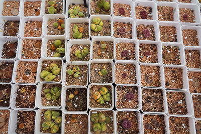 High angle view of potted plants