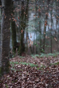 Trees growing in forest