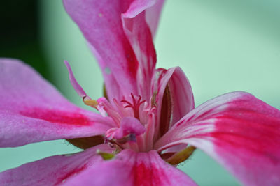 Close-up of pink flower