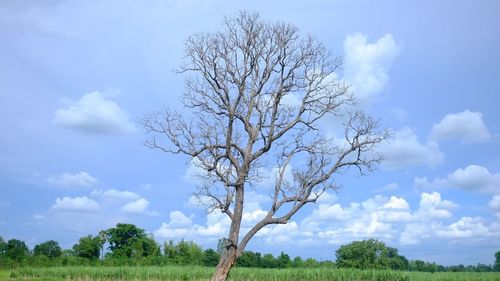 Bare tree on field against sky