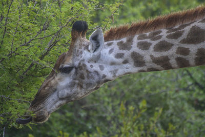 Close-up of horse on field