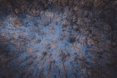 Full frame shot of trees