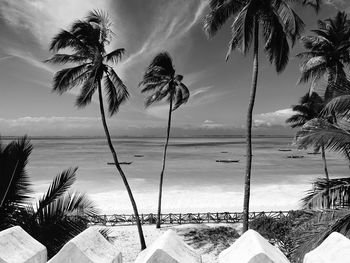 Palm trees on beach against sky