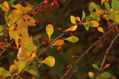 Close-up of red leaves on branch