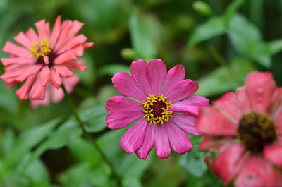 Close-up of pink cosmos flowers