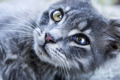 Close-up portrait of cat