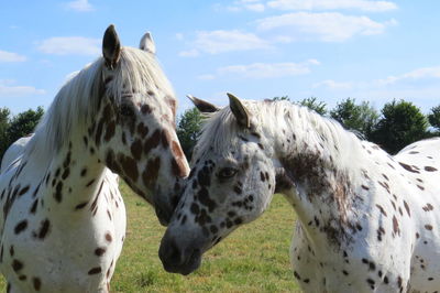 Horses in a field