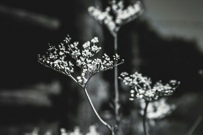 Close-up of flowers against blurred background