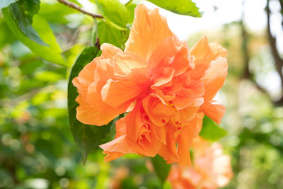 Close-up of orange rose flower