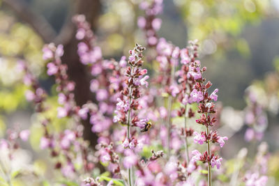 Close-up of pink flowering plant