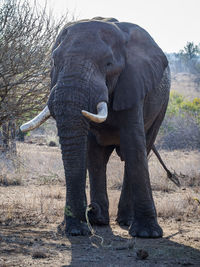 Elephant standing against trees, kruger national park, south africa