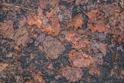 Full frame shot of dry leaf on field