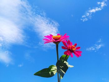 Low angle view of flowering plant against blue sky