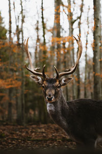 Close-up of stag in forest