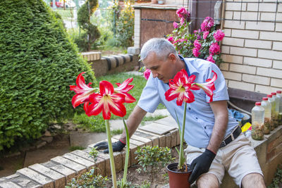 A gardener with seedlings of red amarilis flower to plant them. gardening and plant growing concept