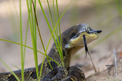 Close-up of lizard on rock