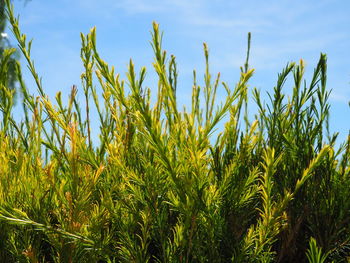 Close-up of corn field against sky