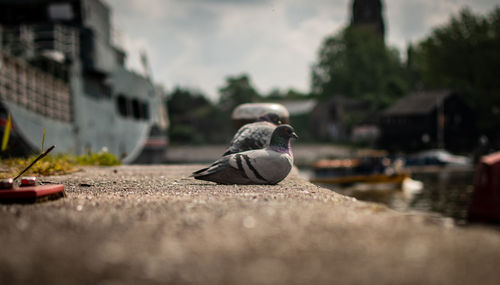 Bird perching on a city