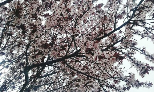 Low angle view of tree against sky