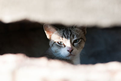 Close-up portrait of cat against blurred background