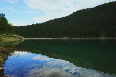 Reflection of trees in water