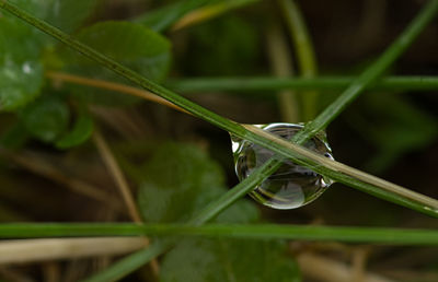 Close-up of wet grass