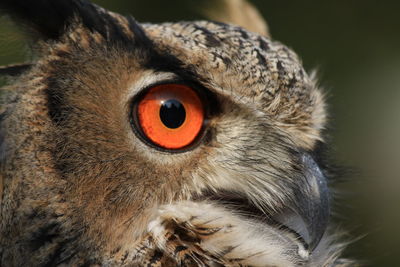 Owl close up