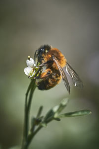 Close-up of bee pollinating on flower