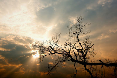 Low angle view of silhouette bare tree against sky during sunset