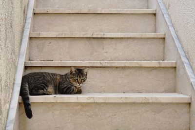 Cat sitting on staircase 