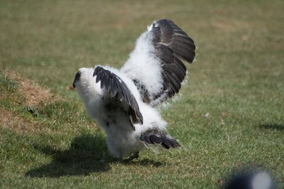 Bird flying over a field