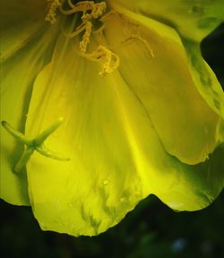 Close-up of yellow flowering plant