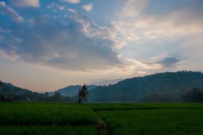 Scenic view of agricultural field against sky