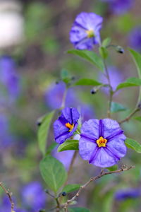 Close-up of purple flowering plant