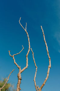 Low angle view of tree against clear blue sky