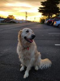 Dog on road at sunset