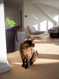 Cat sitting on floor at home